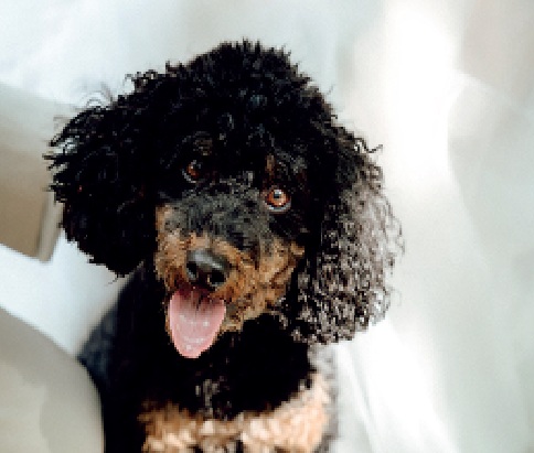 Azime & Jens, Foto: Dennis Brandt